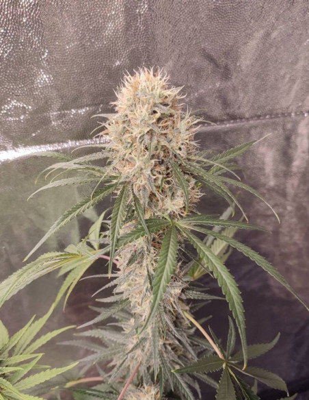 Super Silver Haze Feminised (Gnomes Seeds)-Gnomes Seeds-GnomesGarden