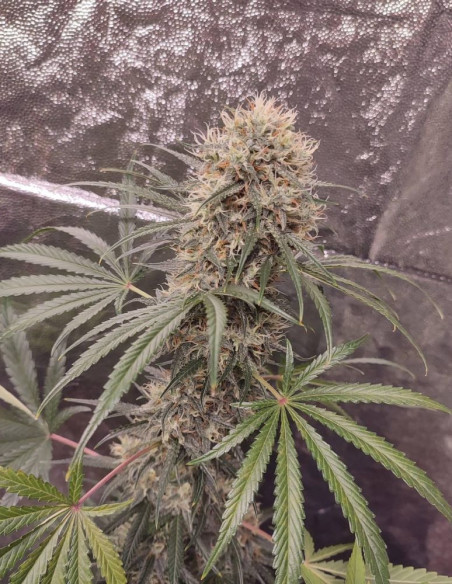 Super Silver Haze Feminised (Gnomes Seeds)-Gnomes Seeds-GnomesGarden