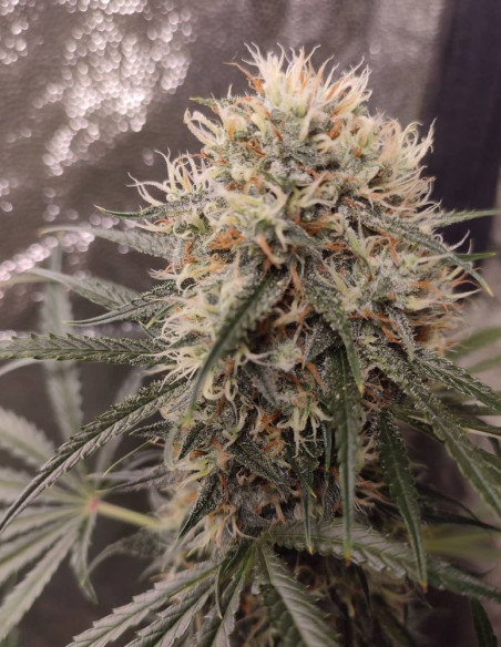 Super Silver Haze Feminised (Gnomes Seeds)-Gnomes Seeds-GnomesGarden