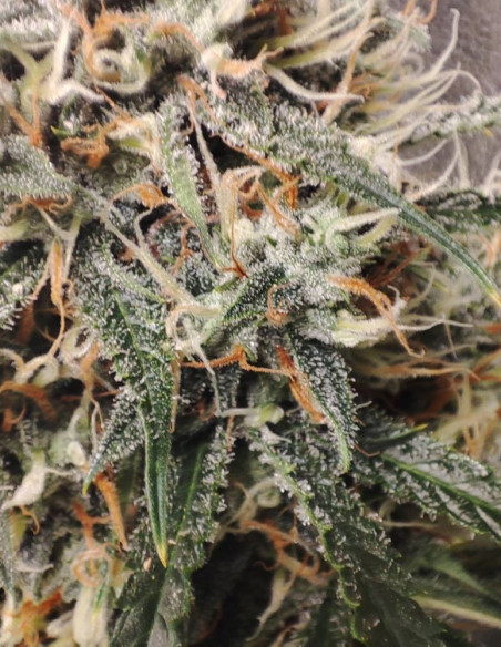 Super Silver Haze Feminised (Gnomes Seeds)-Gnomes Seeds-GnomesGarden