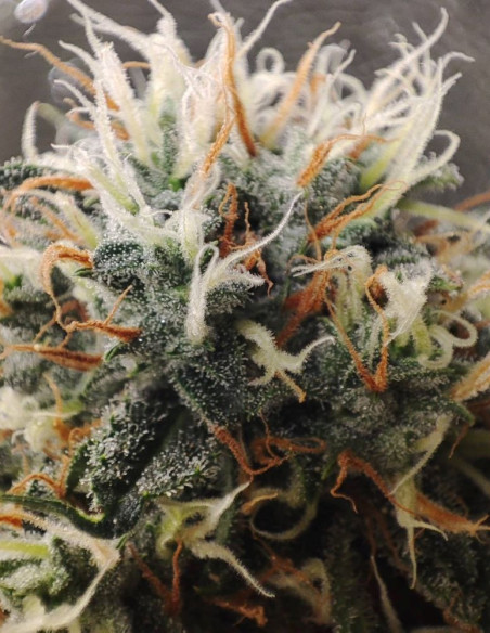 Super Silver Haze Feminised (Gnomes Seeds)-Gnomes Seeds-GnomesGarden