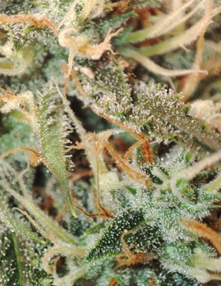 Super Silver Haze Feminised (Gnomes Seeds)-Gnomes Seeds-GnomesGarden