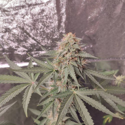Fast Critical Feminized (Gnomes Seeds)