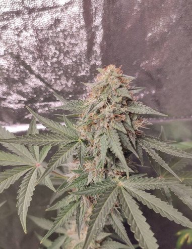 Fast Critical Feminisiert (Gnomes Seeds)
