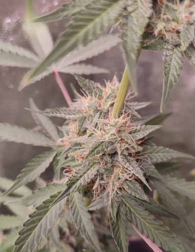 Fast Critical Feminized (Gnomes Seeds)-Gnomes Seeds-GnomesGarden