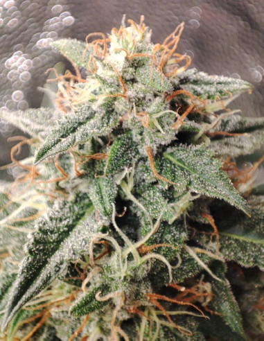 Fast Critical Feminized (Gnomes Seeds)-Gnomes Seeds-GnomesGarden
