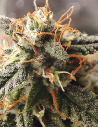 Fast Critical Feminized (Gnomes Seeds)-Gnomes Seeds-GnomesGarden