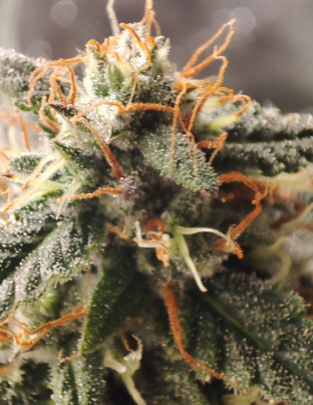 Fast Critical Feminized (Gnomes Seeds)-Gnomes Seeds-GnomesGarden