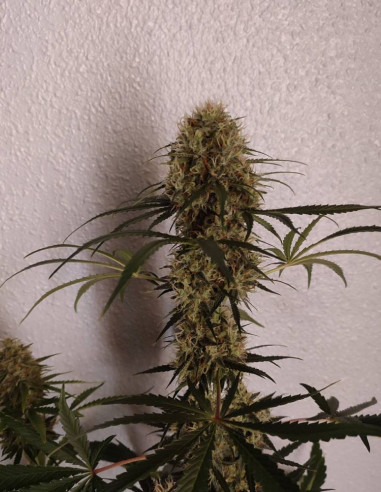 Critical + 2.0  Feminized (Gnomes Seeds)-Gnomes Seeds-GnomesGarden