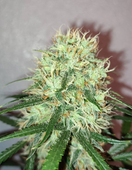 Critical + 2.0 Feminizowane (Gnomes Seeds)-Gnomes Seeds-GnomesGarden