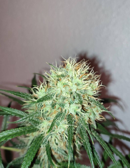 Critical + 2.0  Feminized (Gnomes Seeds)-Gnomes Seeds-GnomesGarden