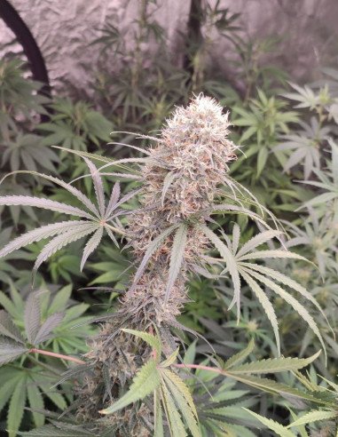 Critical + 2.0 Feminisiert (Gnomes Seeds)