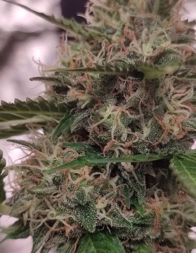 Auto Pineapple Feminisiert (Gnomes Seeds)