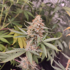 Auto Grapefruit Feminizado (Gnomes Seeds)