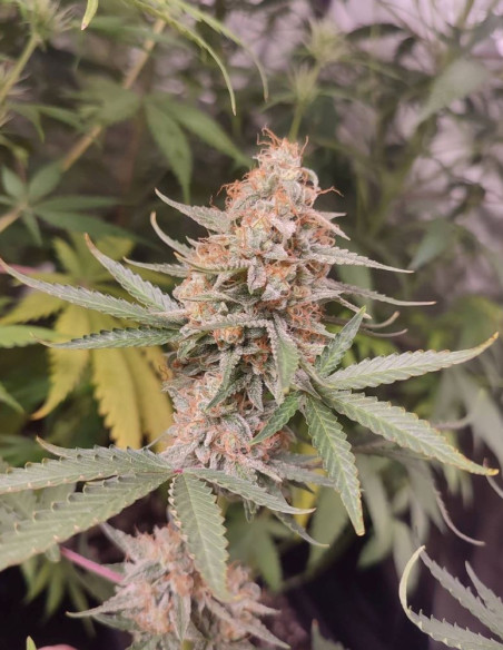 Auto Grapefruit Feminisiert (Gnomes Seeds)-Gnomes Seeds-GnomesGarden