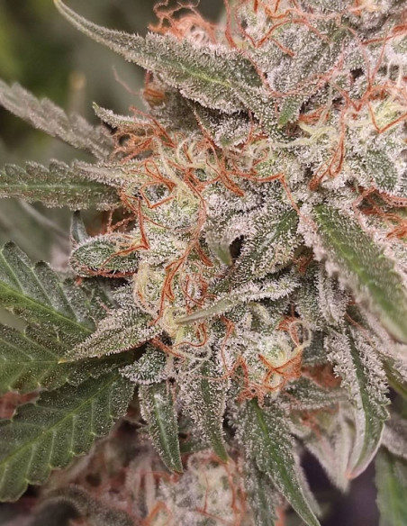 Auto Grapefruit Feminized (Gnomes Seeds)-Gnomes Seeds-GnomesGarden