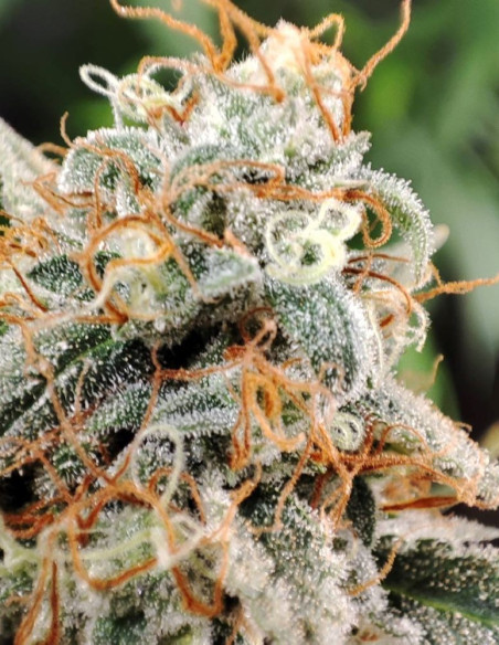 Auto Grapefruit Feminized (Gnomes Seeds)-Gnomes Seeds-GnomesGarden