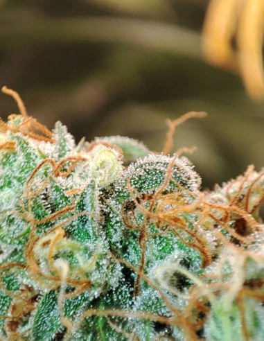 Auto Grapefruit Feminisiert (Gnomes Seeds)-Gnomes Seeds-GnomesGarden