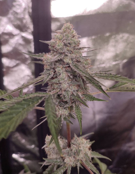 Grandaddy Bruce Feminisiert (Gnomes Seeds)-Gnomes Seeds-GnomesGarden