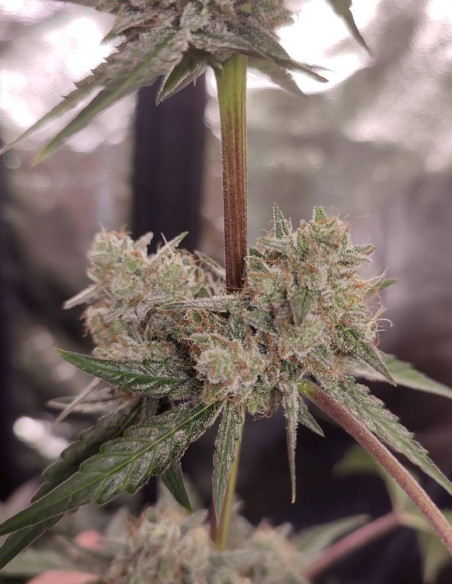 Grandaddy Bruce Feminisiert (Gnomes Seeds)-Gnomes Seeds-GnomesGarden