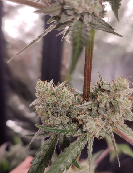 Grandaddy Bruce Feminisiert (Gnomes Seeds)-Gnomes Seeds-GnomesGarden