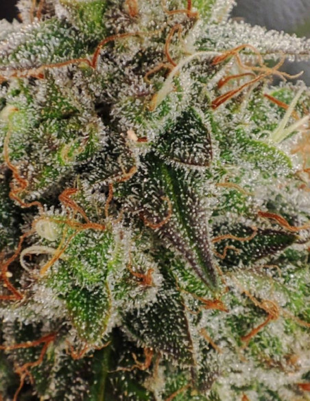 Grandaddy Bruce Feminizowane (Gnomes Seeds)-Gnomes Seeds-GnomesGarden