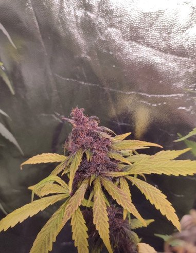 Auto WW x Crystal Meth Feminisiert (Gnomes Seeds)