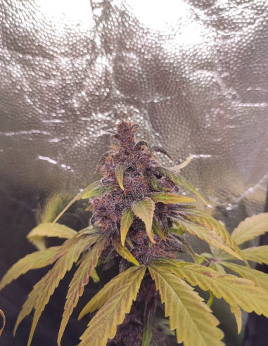 Auto WW x Crystal METH Feminizowane (Gnomes Seeds)-Gnomes Seeds-GnomesGarden