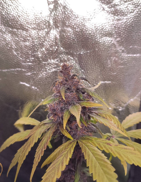 Auto WW x Cristal Meth Feminized (Gnomes Seeds)-Gnomes Seeds-GnomesGarden