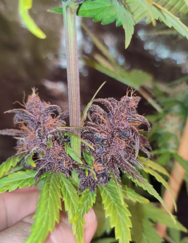 Auto WW x Cristal Meth Feminized (Gnomes Seeds)-Gnomes Seeds-GnomesGarden