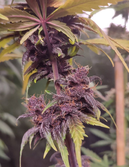 Auto WW x Cristal Meth Feminized (Gnomes Seeds)-Gnomes Seeds-GnomesGarden