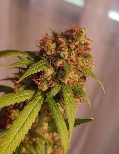 Early Skunk x C99 Feminisiert (Gnomes Seeds)