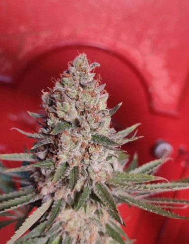 Bruce Banner Feminizado (Gnomes Seeds)-Gnomes Seeds-GnomesGarden