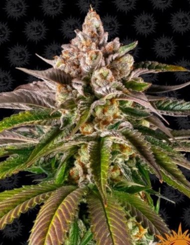 Kush Mintz Feminizowane (Barneys Farm)