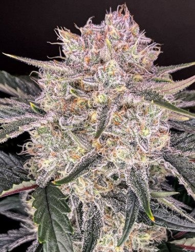 Auto Gorilla Strawberry (Fast Buds)-FastBuds-GnomesGarden