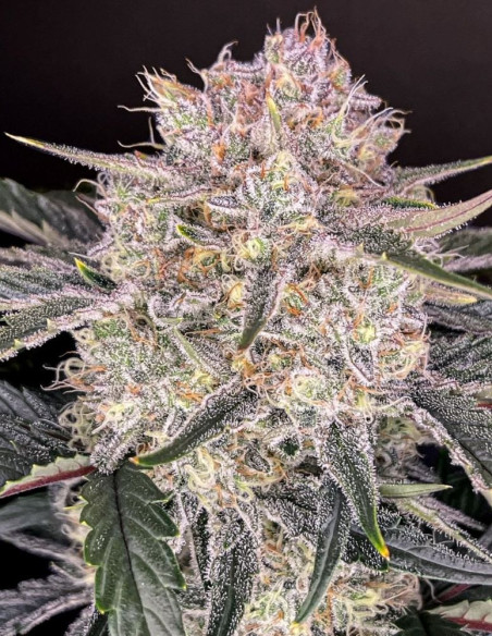 Auto Strawberry Gorilla Feminized (Fast Buds)-FastBuds-GnomesGarden