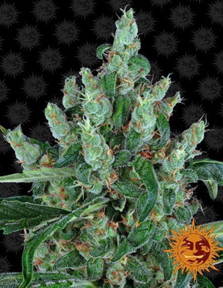 Laughing Buddha Feminized (Barney's Farm)-Barney`s Farm-GnomesGarden