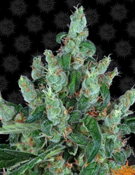 Laughing Buddha Feminized (Barney's Farm)-Barney`s Farm-GnomesGarden