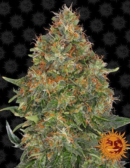 Pineapple Express Auto Feminizowane (Barney's Farm)-Barney`s Farm-GnomesGarden