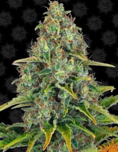 BlueBerry Cheese Auto Feminizowane  (Barney's Farm)