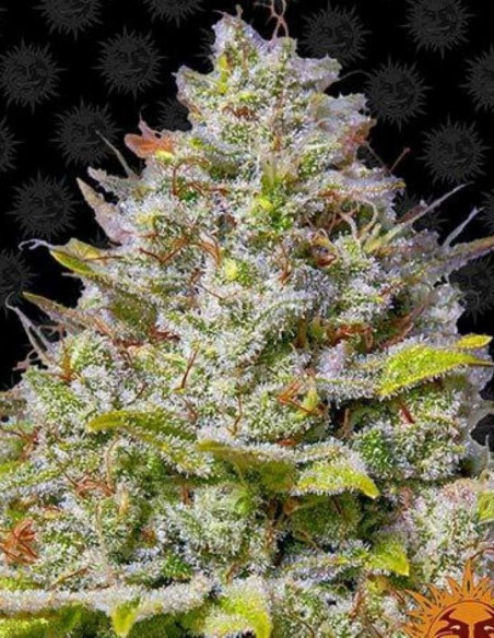 Blue Gelato 41 Feminized (Barney's Farm)-Barney`s Farm-GnomesGarden