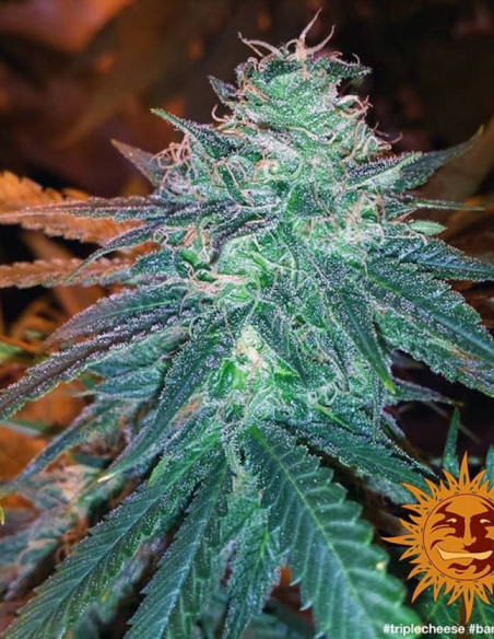 Triple Cheese Feminized (Barneys Farm)-Barney`s Farm-GnomesGarden