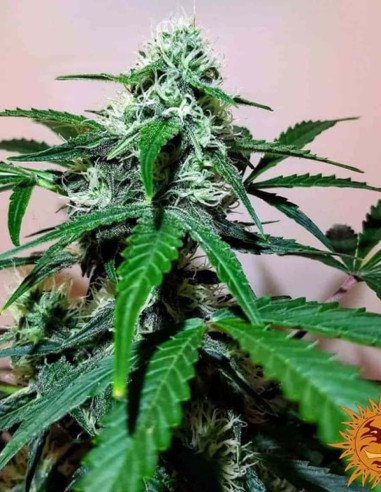 Zkittlez OG Auto Feminized ( Barneys Farm)