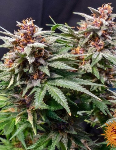 Runtz Auto Feminizowane (Barney's Farm)