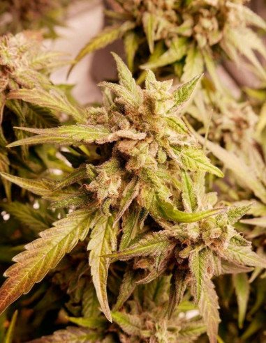 Auto Watermelon Og Feminisiert (Gnomes Seeds)
