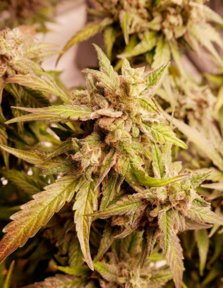 Auto Watermelon Og Feminisiert (Gnomes Seeds)-Gnomes Seeds-GnomesGarden