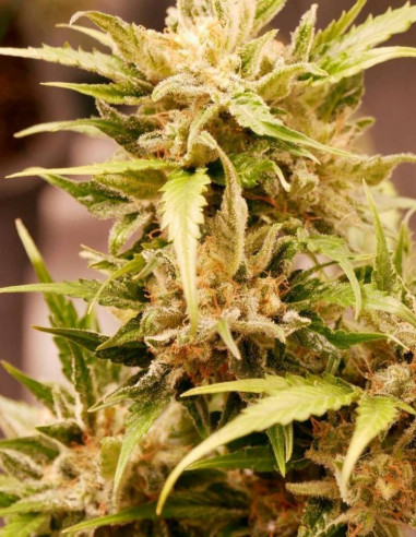 Auto Watermelon Og Feminized (Gnomes Seeds)-Gnomes Seeds-GnomesGarden