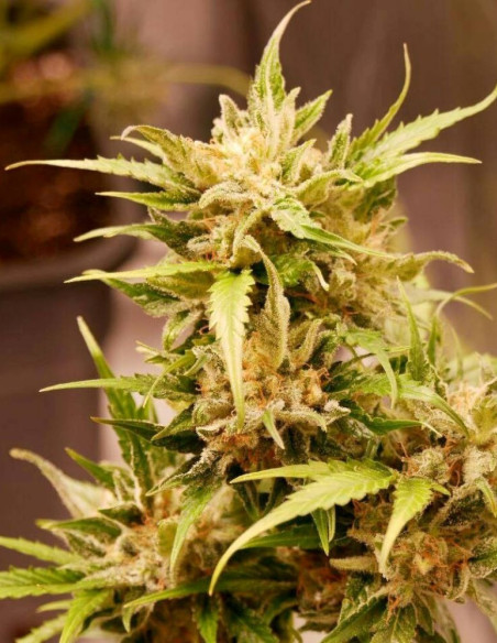 Auto Watermelon Og Feminisiert (Gnomes Seeds)-Gnomes Seeds-GnomesGarden