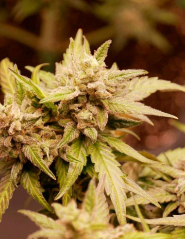 Auto Watermelon Og Feminisiert (Gnomes Seeds)-Gnomes Seeds-GnomesGarden