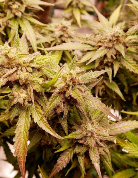 Auto Watermelon Og Feminized (Gnomes Seeds)-Gnomes Seeds-GnomesGarden